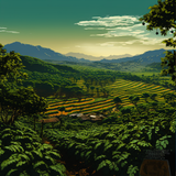 Saudade - Blend du Brésil